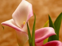 14051CrLeSh - Doris' Valentine's flowers  Peter Rhebergen - Each New Day a Miracle